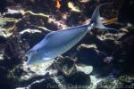 Humpback unicornfish