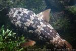 Western wobbegong