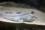 Atlantic mudskipper