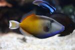 Halfmoon triggerfish