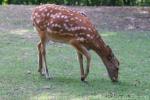 Dybowski's sika deer