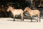 Przewalski's horse