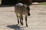 Grant's zebra