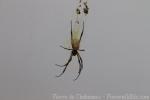 Australian golden orb-weaver