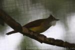 Grey-cheeked bulbul