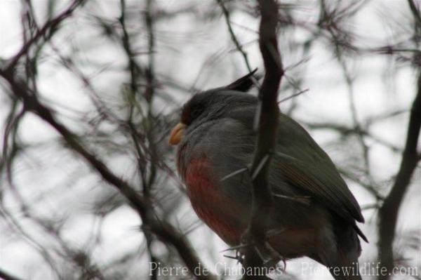 Pyrrhuloxia