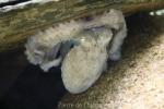 Common octopus