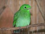 Green broadbill *