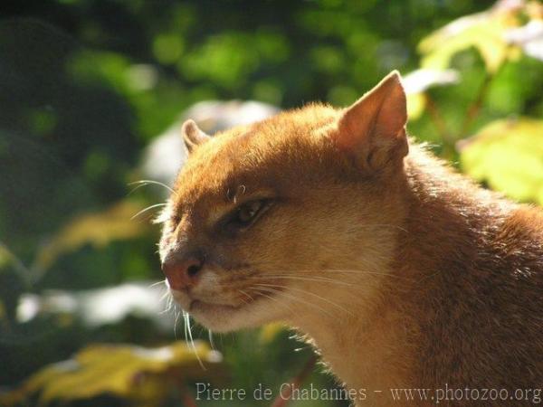 Jaguarundi *