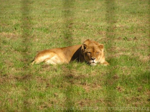 African lion *