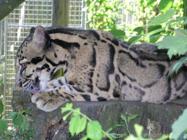 Clouded leopard *