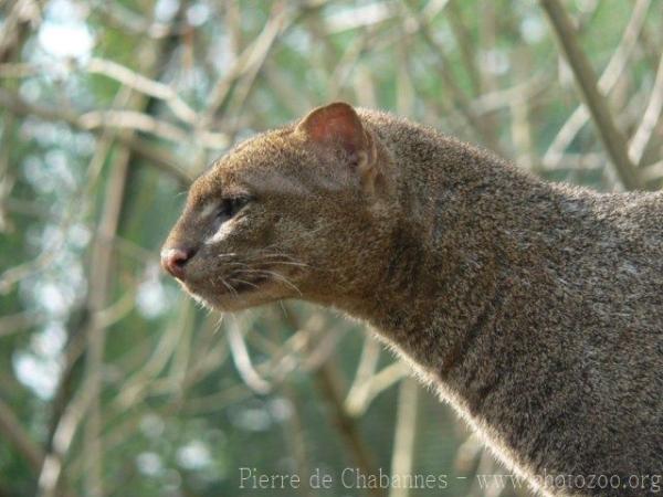 Jaguarundi *