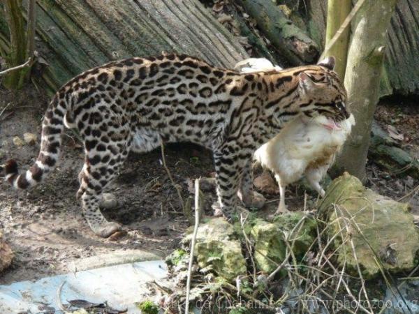 Ocelot *