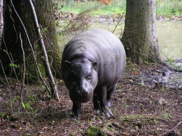 Pygmy hippopotamus