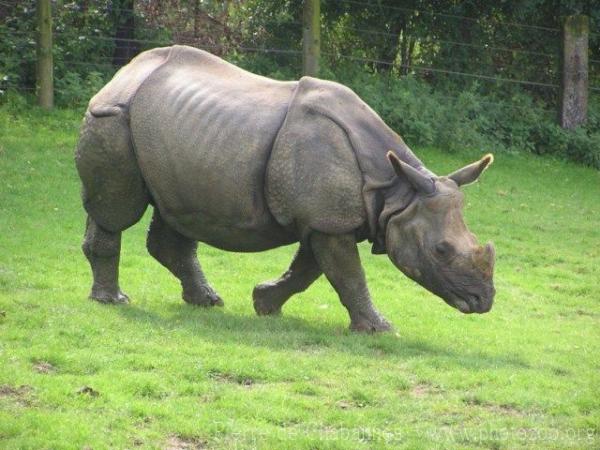 Indian rhinoceros