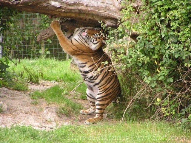 Indonesian tiger *
