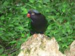 Stella's lorikeet