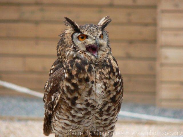 Cape eagle-owl