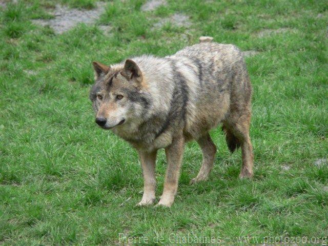 European wolf