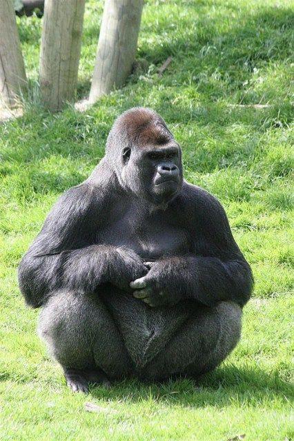 Western lowland gorilla