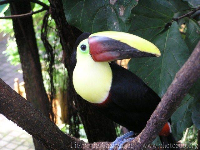 Chestnut-mandibled toucan