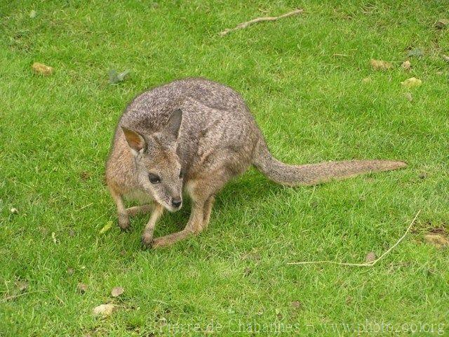 Tammar wallaby *