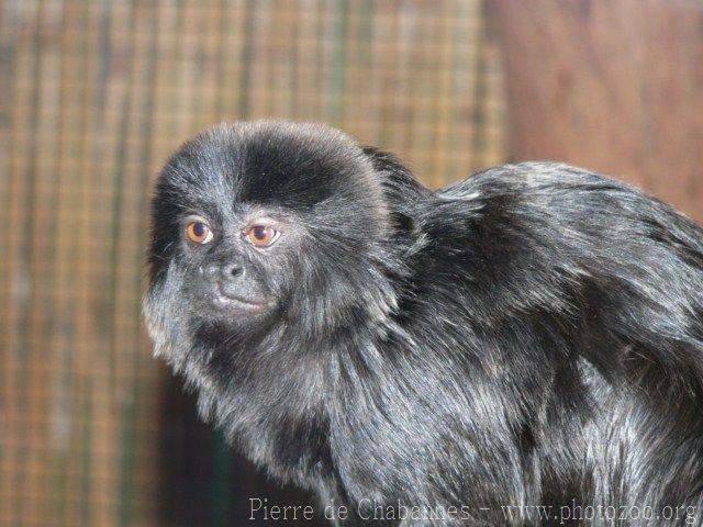 Goeldi's Marmoset (Callimico goeldii) · iNaturalist