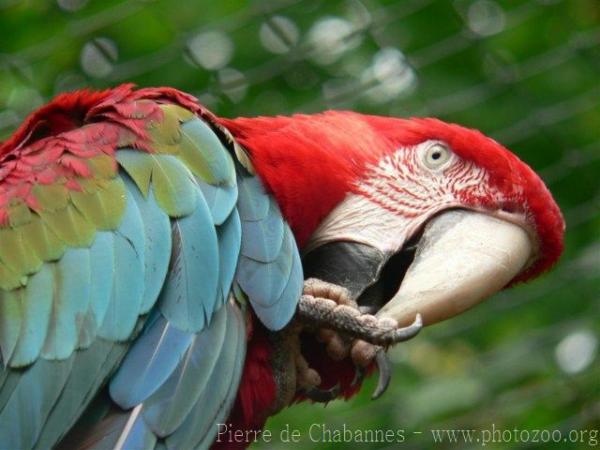 Green-winged macaw