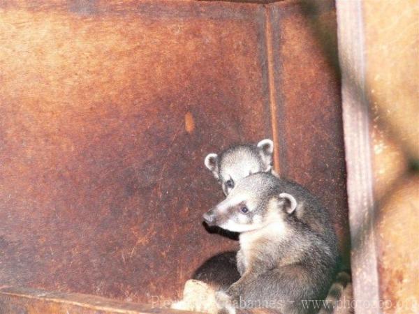 South American coati