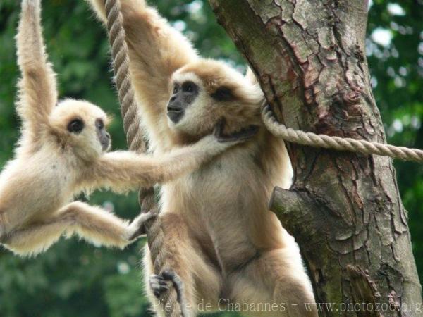 White-handed gibbon