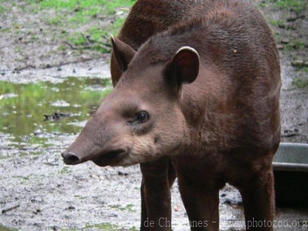 Lowland tapir