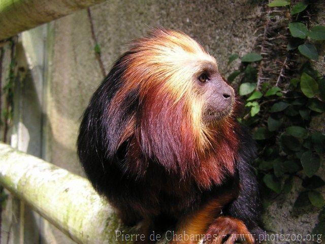 Golden-headed lion tamarin