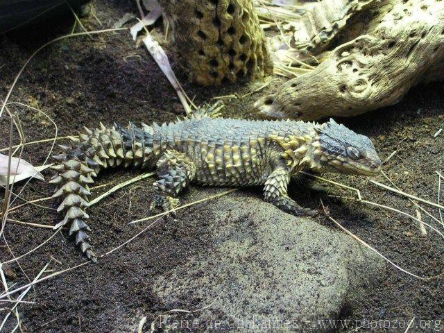 Giant spiny-tailed lizard