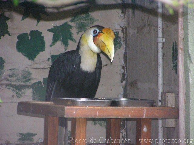 Wrinkled hornbill *