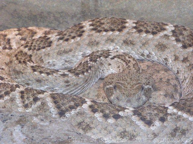 Western diamondback rattlesnake