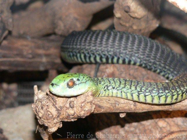 Boomslang