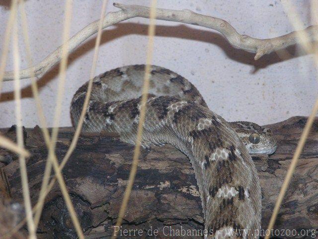 Saw-scaled viper