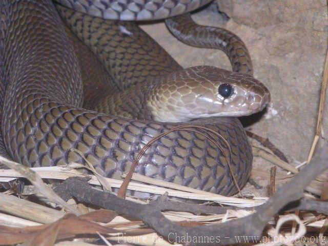 Nubian spitting cobra