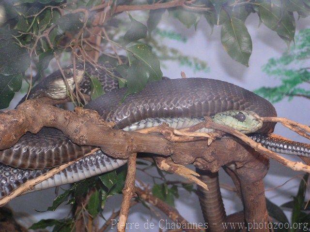 Boomslang