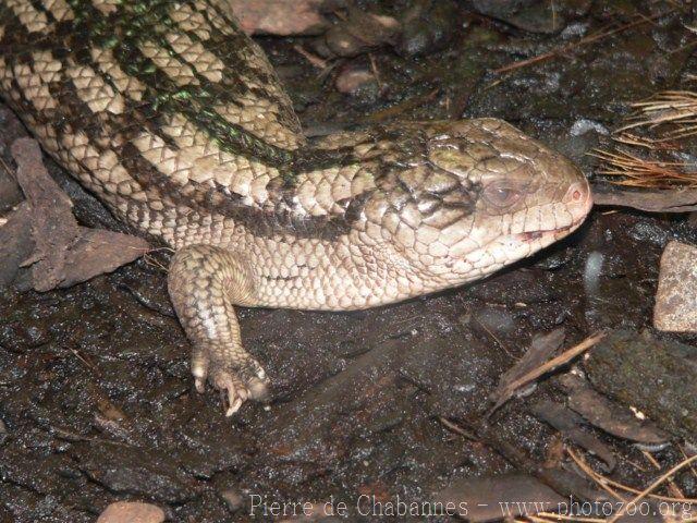 Blotched blue-tongued skink