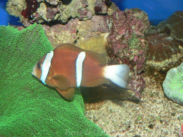 Barrier reef anemonefish