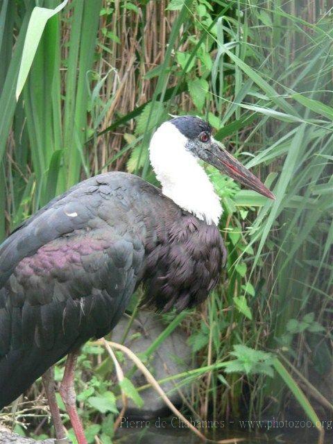 Indochinese woolly-necked stork