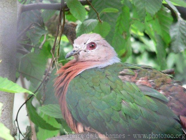 Purple-tailed imperial-pigeon