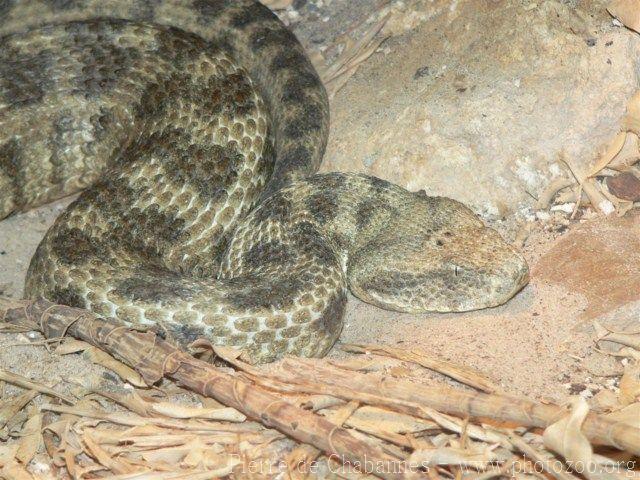 Levant blunt-nosed viper