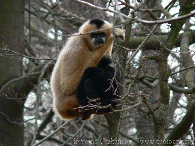 Northern white-cheeked crested gibbon