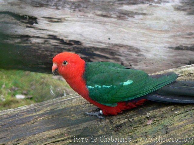 Australian king-parrot *