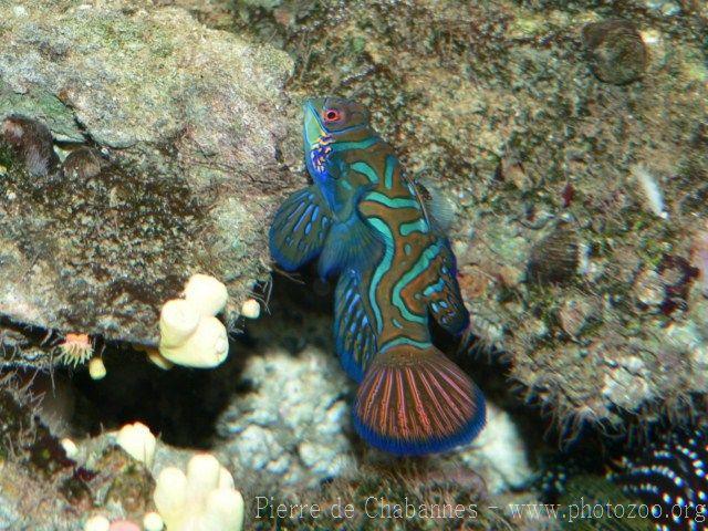 Mandarinfish