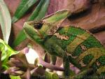 Veiled chameleon