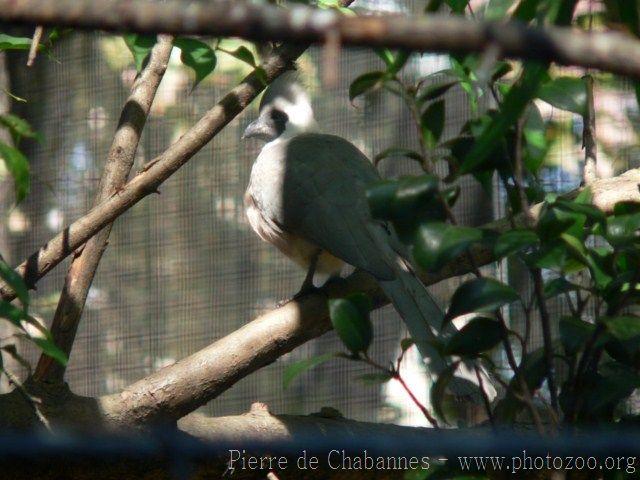 Bare-faced go-away bird *