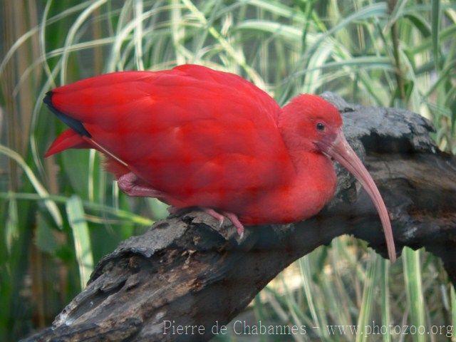 Scarlet ibis